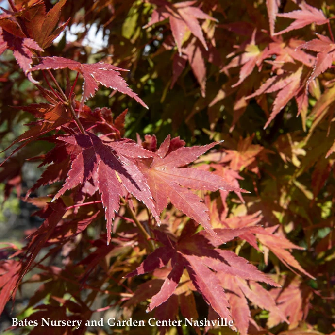 #15 BOX Acer Pal Tobiosho/ Green Upright Japanese Maple 3 #15 BOX Acer Pal Tobiosho/ Green Upright Japanese Maple - Image 3