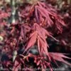 #15 BOX Acer Pal Tsukushi Gata/ Red Upright Japanese Maple