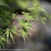 #15 BOX Acer Pal Var Diss Seiryu/ Green Upright Laceleaf Japanese Maple