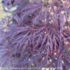#15 Box Acer Pal Var Diss Tamukeyama/ Red Weeping Japanese Maple