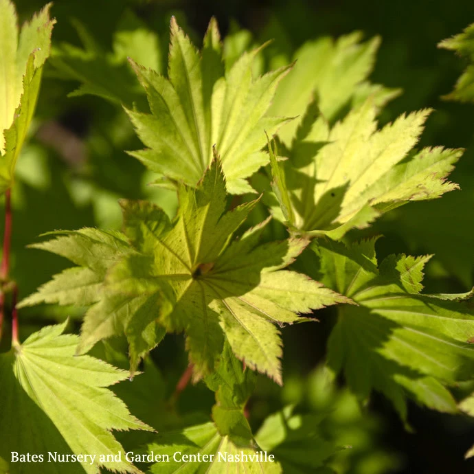 #15 BOX Acer Shir Aureum/ Golden Fullmoon Maple 2 #15 BOX Acer Shir Aureum/ Golden Fullmoon Maple - Image 2