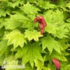 #15 BOX Acer Shir Aureum/ Golden Fullmoon Maple