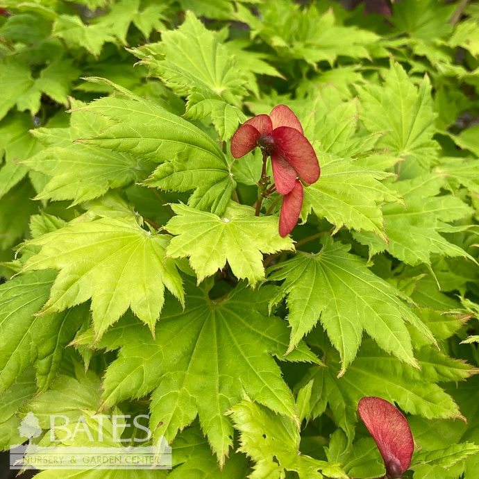 #15 BOX Acer Shir Aureum/ Golden Fullmoon Maple 1 #15 BOX Acer Shir Aureum/ Golden Fullmoon Maple