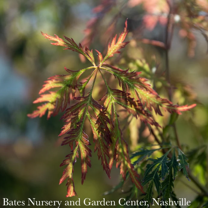 #15 BOX Acer X Pse Ice Dragon/ Cascading Maple 2 #15 BOX Acer X Pse Ice Dragon/ Cascading Maple - Image 2