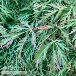 #15 BOX Acer X Pse Ice Dragon/ Cascading Maple 8 #15 BOX Acer X Pse Ice Dragon/ Cascading Maple -Cheap Sapling Pulse Store 15 box acer x pse ice dragon cascading maple 3