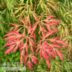 #15 BOX Acer X Pse Ice Dragon/ Cascading Maple 9 #15 BOX Acer X Pse Ice Dragon/ Cascading Maple -Cheap Sapling Pulse Store 15 box acer x pse ice dragon cascading maple 4