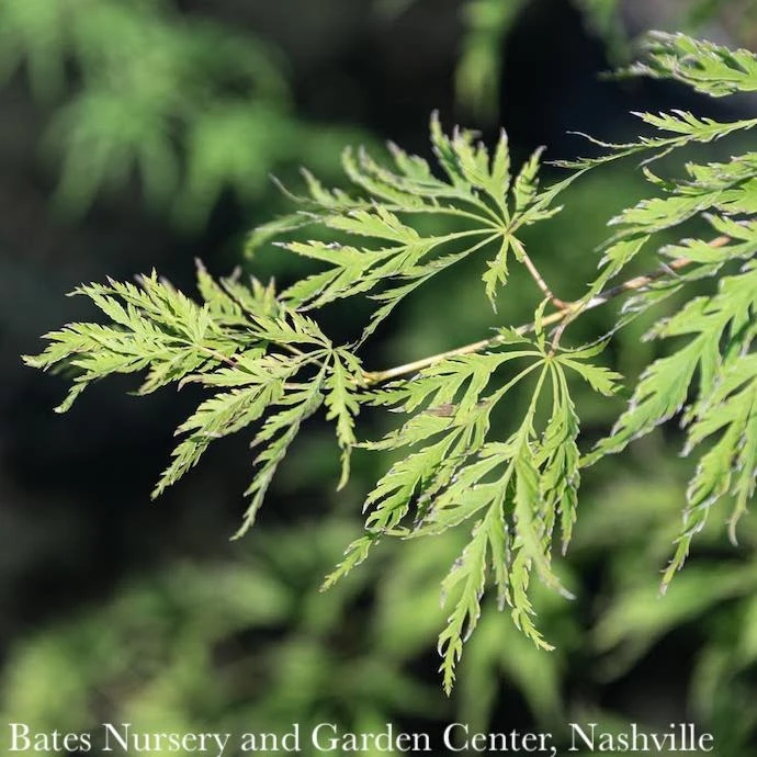 #15 BOX Acer X Pse Ice Dragon/ Cascading Maple 1 #15 BOX Acer X Pse Ice Dragon/ Cascading Maple