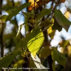 #15 Carpinus Caroliniana/ American Hornbeam Native (TN)