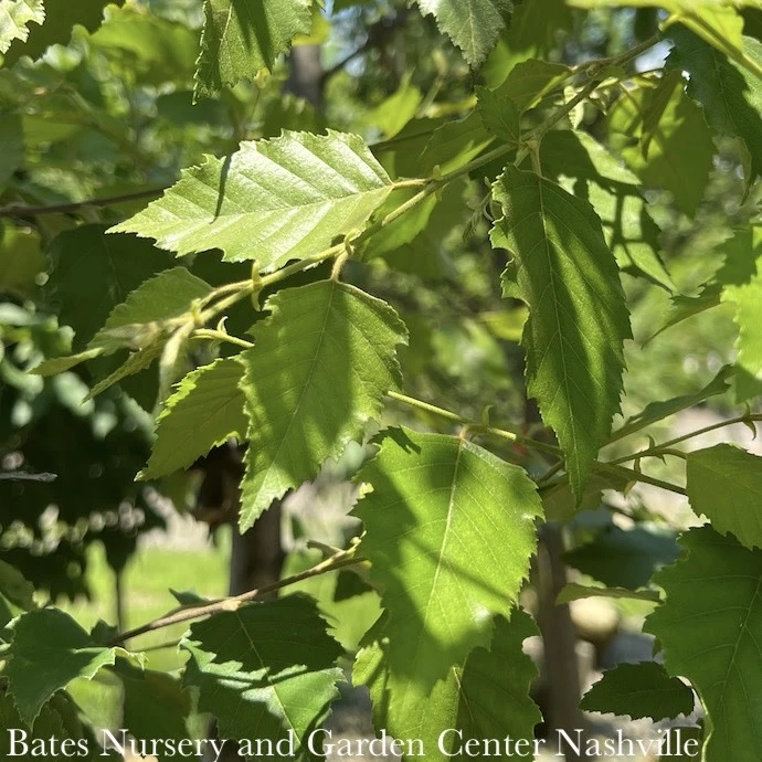 #15 CLUMP Betula Nigra Dura Heat/ River Birch Native (TN) 2 #15 CLUMP Betula Nigra Dura Heat/ River Birch Native (TN) - Image 2