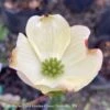 #15 Cornus Florida SUPER Princess/ Flowering White Dogwood Native (TN)