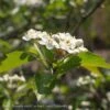 #15 Crataegus Vir Winter King/ Green Hawthorn Native (TN)
