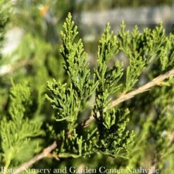 #15 Juniperus Virg Canaertii/ Upright Eastern Red Cedar Native (TN)