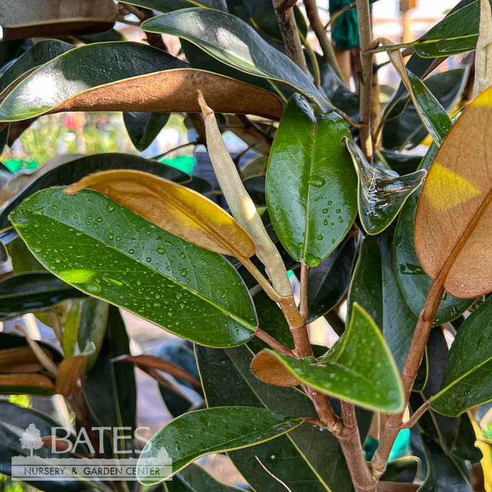 #15 Magnolia Grand Alta/ Southern Native (TN) 1 #15 Magnolia Grand Alta/ Southern Native (TN)