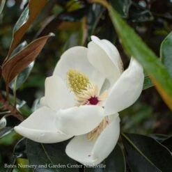 #15 Magnolia Grand Little Gem/ Dwarf Southern Native (TN)