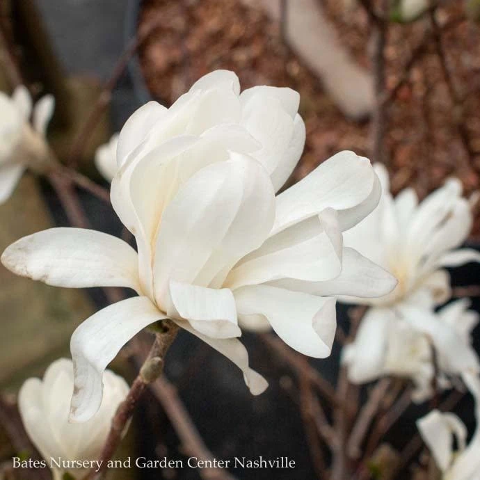 #15 Magnolia Stellata Royal Star/ Deciduous White 1 #15 Magnolia Stellata Royal Star/ Deciduous White