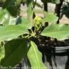 #15 Magnolia Virginiana/MULTI STEM Deciduous Sweetbay Native (TN)