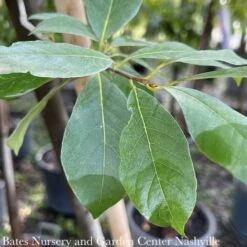 #15 Nyssa Syl Red Splyndor/ Black Gum Native (TN)