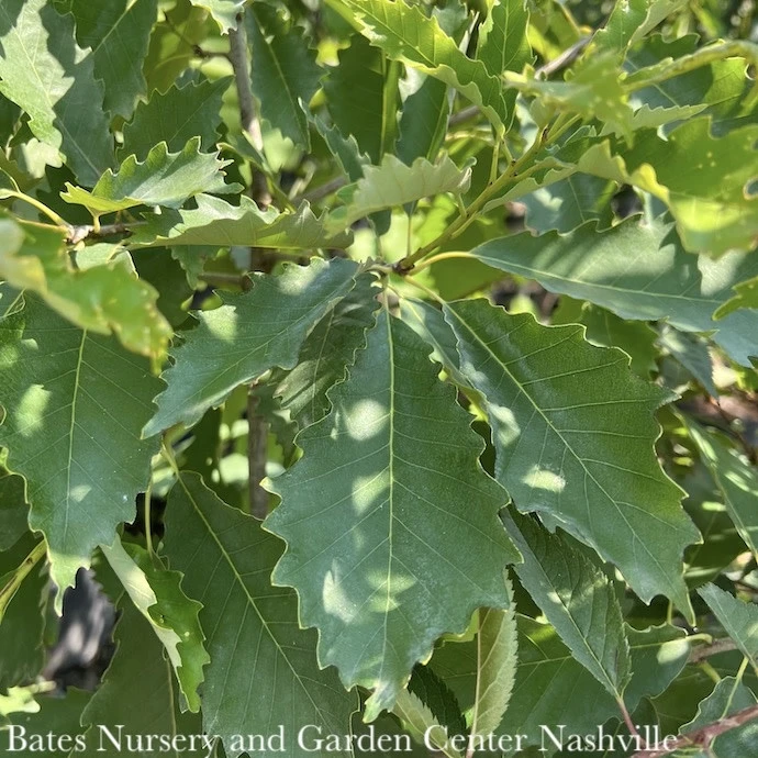 #15 Quercus Bicolor/ Swamp White Oak Native (TN) 1 #15 Quercus Bicolor/ Swamp White Oak Native (TN)