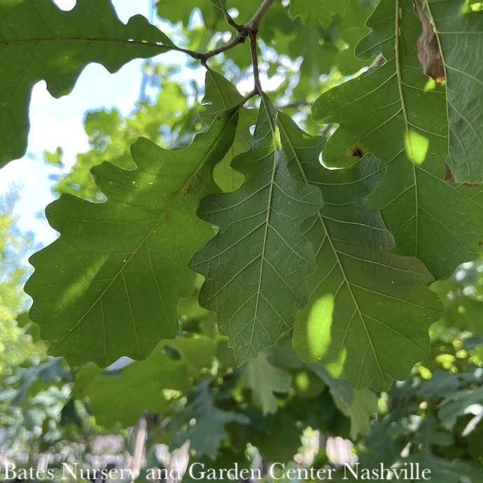 #15 Quercus Macrocarpa/ Bur Oak Native (TN) 1 #15 Quercus Macrocarpa/ Bur Oak Native (TN)