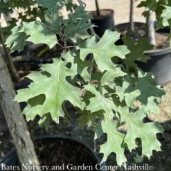 #15 Quercus Shumardii/ Shumard Red Oak Native (TN)