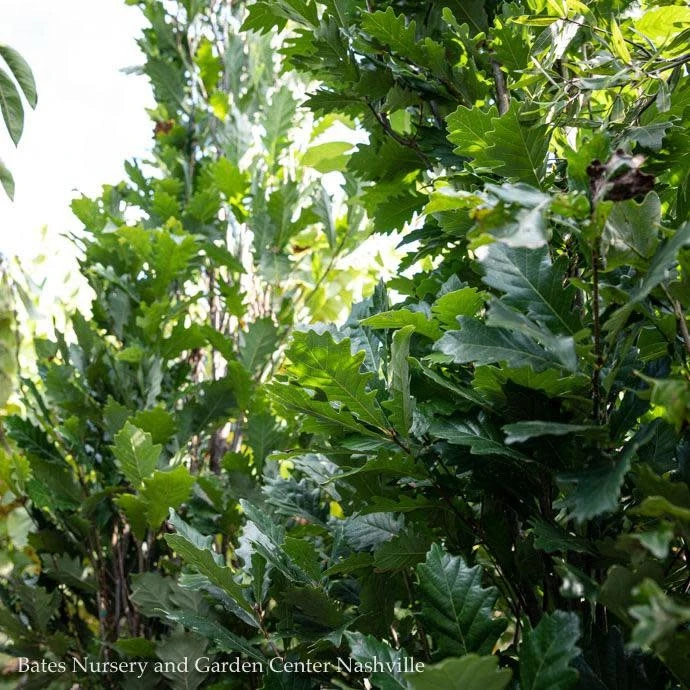 #15 Quercus X Warei Nadler/ Kindred Spirit Columnar Oak 1 #15 Quercus X Warei Nadler/ Kindred Spirit Columnar Oak