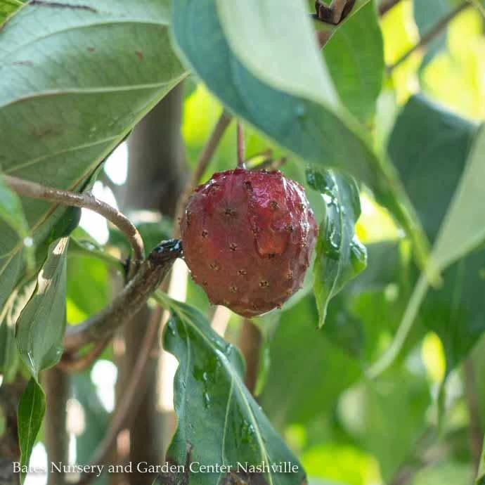 #15 SINGLE Cornus Kousa/ White Flowering Chinese Dogwood 2 #15 SINGLE Cornus Kousa/ White Flowering Chinese Dogwood - Image 2