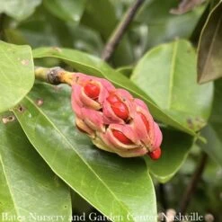#15 SINGLE Magnolia Virg Moonglow/ Semi-Evergreen Sweetbay Native (TN) -Cheap Sapling Pulse Store 15 single magnolia virg moonglow semi evergreen sw 2
