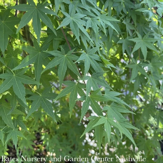 #2 Acer Pal Ryusen/ Weeping Green Japanese Maple 2 #2 Acer Pal Ryusen/ Weeping Green Japanese Maple - Image 2