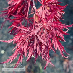 #2 Acer Pal Var Dissectum Velvet Viking/ Dwarf Weeping Red Japanese Maple