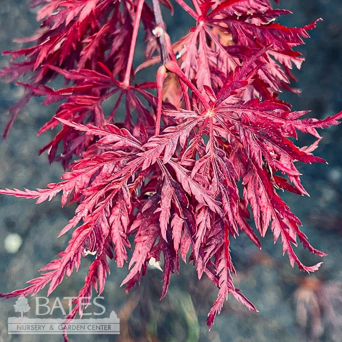 #2 Acer Pal Var Dissectum Velvet Viking/ Dwarf Weeping Red Japanese Maple 1 #2 Acer Pal Var Dissectum Velvet Viking/ Dwarf Weeping Red Japanese Maple