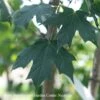 2" Acer Sacc Green Mountain/ Sugar Maple Female Native (TN)
