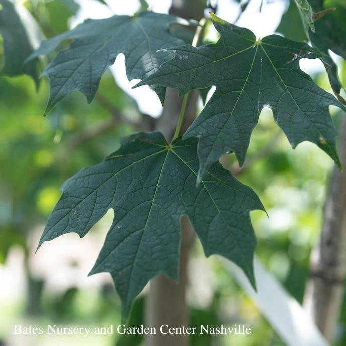 2" Acer Sacc Green Mountain/ Sugar Maple Female Native (TN) 1 2" Acer Sacc Green Mountain/ Sugar Maple Female Native (TN)