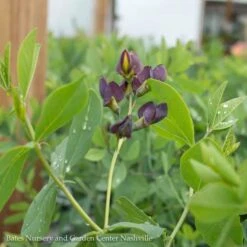 #2 Baptisia X PW Decadence 'Dark Chocolate'/ False Indigo