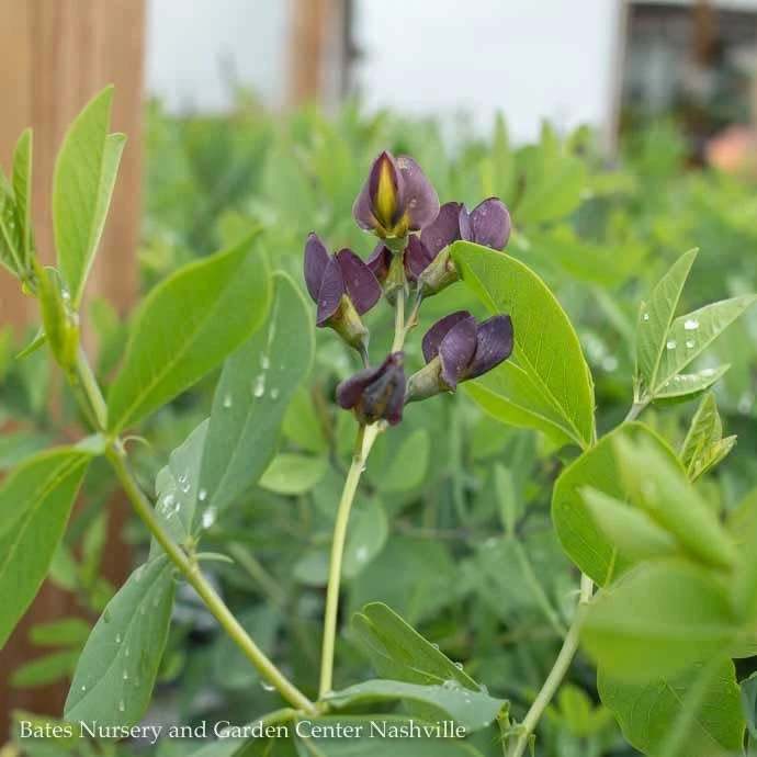 #2 Baptisia X PW Decadence 'Dark Chocolate'/ False Indigo 1 #2 Baptisia X PW Decadence 'Dark Chocolate'/ False Indigo