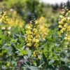 #2 Baptisia X PW Decadence 'Lemon Meringue'/ False Indigo