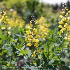 #2 Baptisia X PW Decadence 'Lemon Meringue'/ False Indigo
