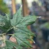 2" Caliper Acer Sacc Legacy/ Sugar Maple Female Native (TN)