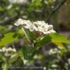 2" CaliperCrataegus Vir Winter King/ Green Hawthorn Native (TN)