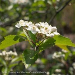 2" CaliperCrataegus Vir Winter King/ Green Hawthorn Native (TN)
