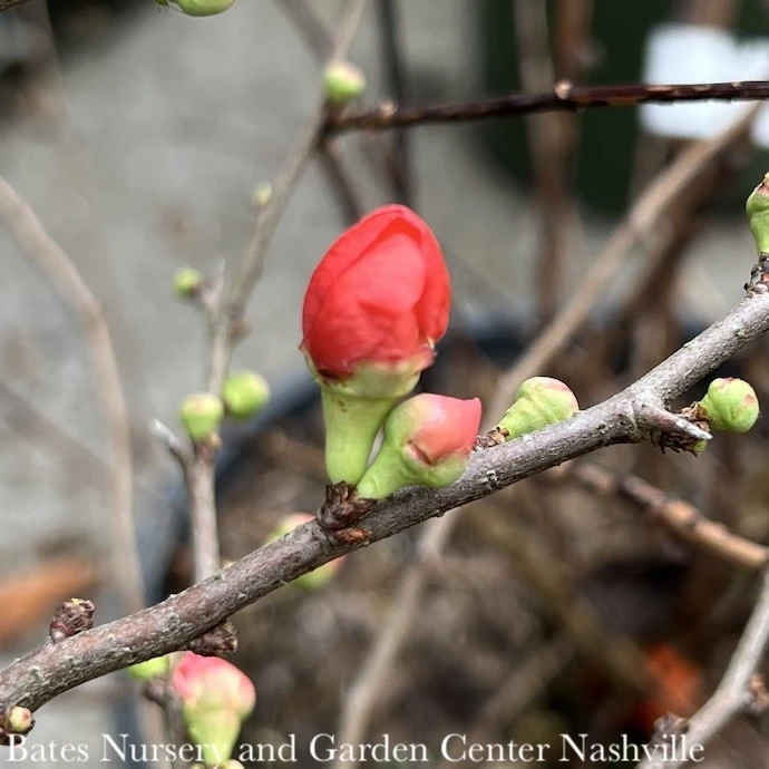 #2 Chaenomeles S. Crimson And Gold/Flowering Quince 2 #2 Chaenomeles S. Crimson And Gold/Flowering Quince - Image 2