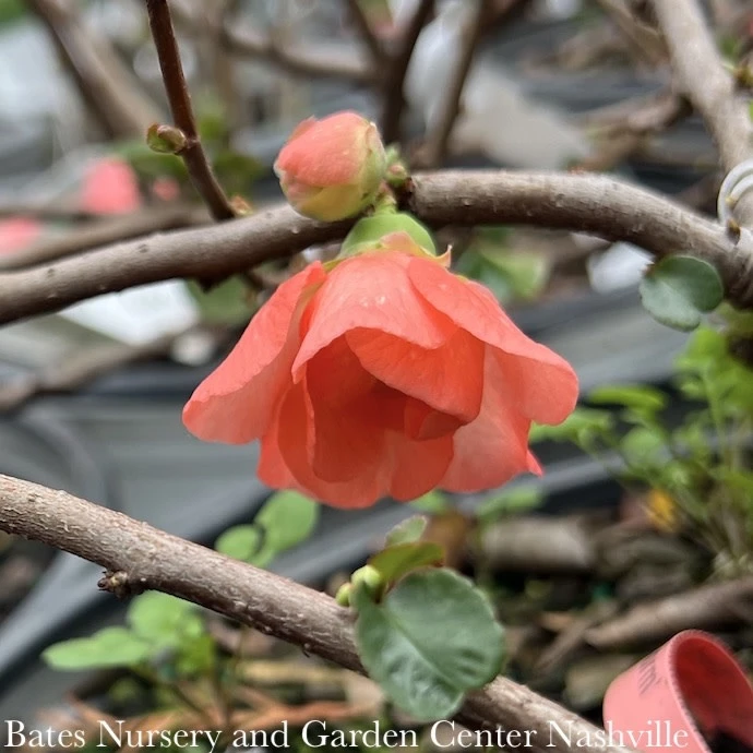 #2 Chaenomeles Speciosa PW Double Take Peach Storm/ Flowering Quince 2 #2 Chaenomeles Speciosa PW Double Take Peach Storm/ Flowering Quince - Image 2