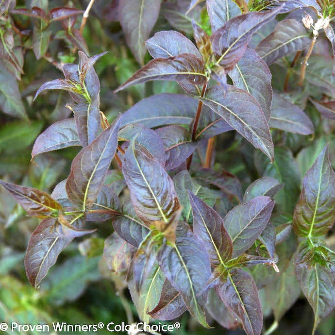 #2 Diervilla Rivularis PW Kodiak 'Black'/Bush Honeysuckle Native (TN) 2 #2 Diervilla Rivularis PW Kodiak 'Black'/Bush Honeysuckle Native (TN) - Image 2