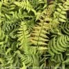 #2 Dryopteris Wallichiana Jurassic Gold/ Wood Fern