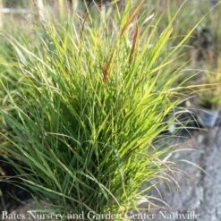 #2 Grass Panicum Virg Shenandoah/ Switch Native (TN) -Cheap Sapling Pulse Store 2 grass panicum virg shenandoah switch native tn 2