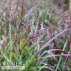 #2 Grass Panicum Virg Shenandoah/ Switch Native (TN)