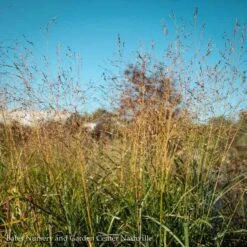 #2 Grass Panicum Virg Shenandoah/ Switch Native (TN) -Cheap Sapling Pulse Store 2 grass panicum virg shenandoah switch native tn 3