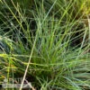 #2 Grass Sporobolus Heterolepis/ Prairie Dropseed Native (TN)