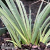 #2 Hesperaloe Parv Stoplights/ Red Yucca