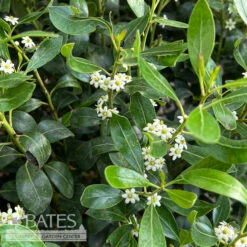 #2 Ilex Glabra Nordic/ Inkberry Holly (female) Native (TN)