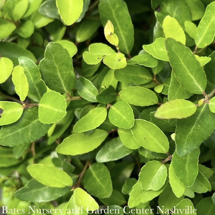 #2 Ilex Vom Stoke's Dwarf/ Yaupon Holly (male) Native (TN) 2 #2 Ilex Vom Stoke's Dwarf/ Yaupon Holly (male) Native (TN) - Image 2